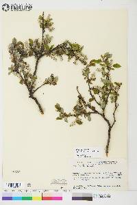 Salix glauca image