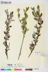 Salix glauca image