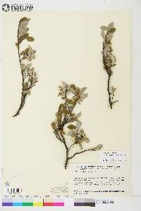 Salix glauca image