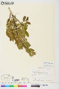 Salix glauca image