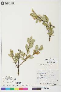 Salix niphoclada image