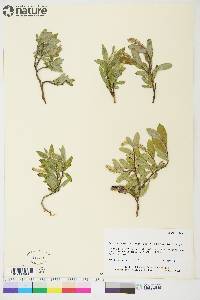 Salix brachycarpa subsp. niphoclada image