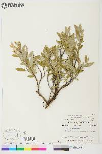 Salix brachycarpa image