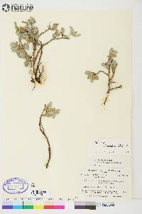 Salix brachycarpa subsp. niphoclada image