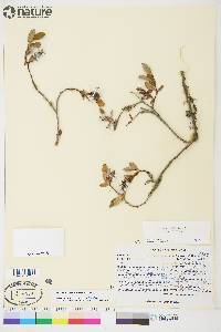 Salix ovalifolia var. ovalifolia image