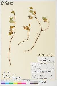 Salix ovalifolia var. ovalifolia image