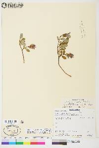 Salix ovalifolia var. arctolitoralis image