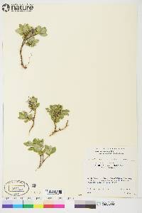 Salix brachycarpa subsp. niphoclada image