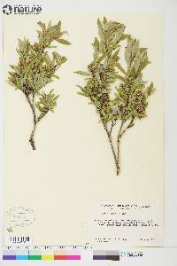 Salix niphoclada image