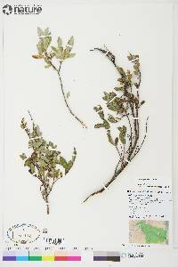 Salix niphoclada image