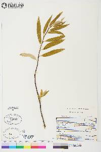 Salix petiolaris image