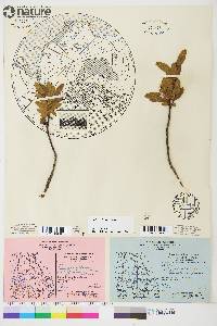 Salix pedicellaris image