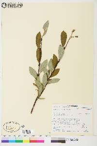 Salix planifolia image