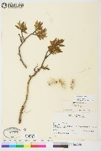 Salix planifolia image