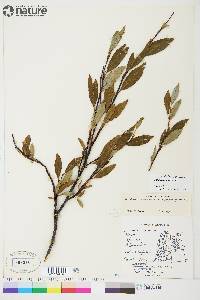 Salix planifolia image