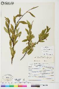 Salix planifolia image