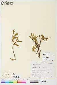 Salix planifolia image