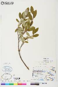 Salix planifolia image