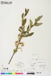 Salix planifolia image