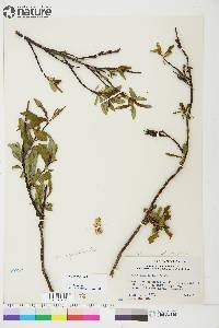 Salix planifolia image