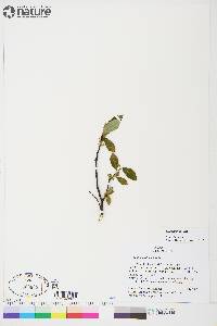 Salix planifolia image