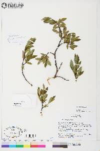 Salix planifolia image