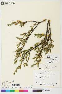 Salix planifolia image