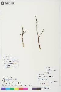 Salix planifolia image