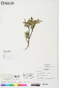 Salix planifolia image