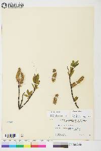 Salix planifolia image