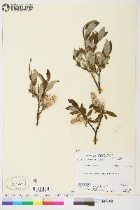 Salix planifolia image