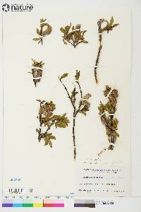 Salix planifolia image