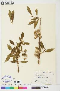 Salix planifolia image