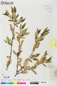 Salix planifolia image