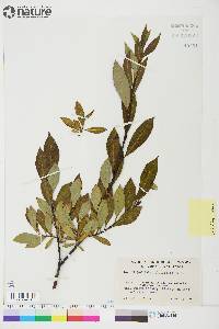 Salix planifolia image