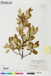 Salix planifolia image