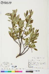 Salix planifolia image