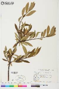 Salix planifolia image