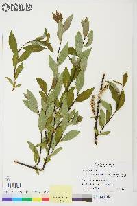 Salix planifolia image