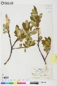 Salix planifolia image