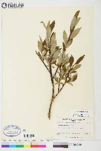 Salix planifolia image