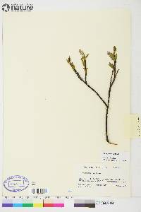 Salix planifolia image