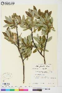 Salix planifolia image