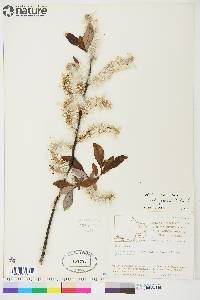 Salix planifolia image