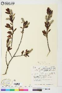 Salix planifolia image