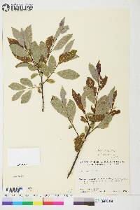 Salix planifolia image