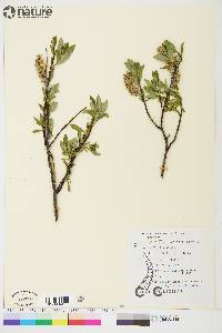 Salix planifolia image