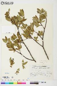 Salix planifolia image