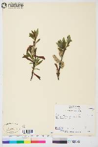 Salix planifolia subsp. planifolia image