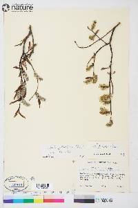 Salix planifolia image